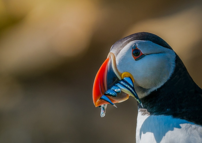 Puffin with fish in its beak