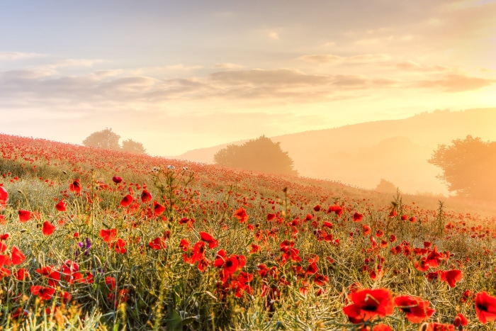Field of Red Poppies at Sunrise