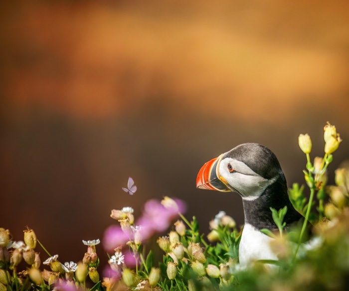 Puffin bird in flowers