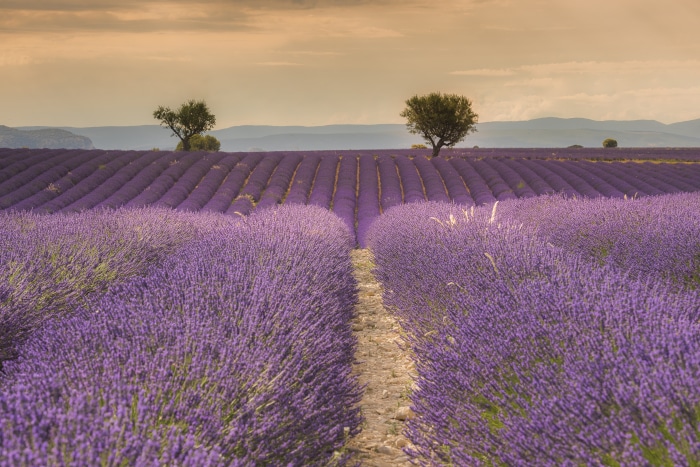 Lavender Field with Trees