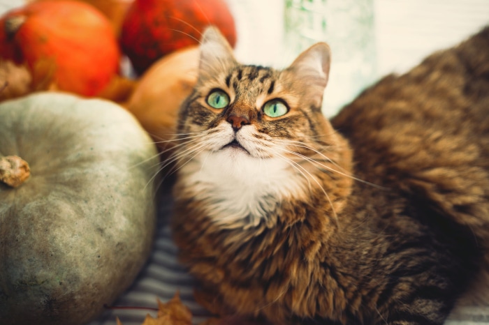 Tabby cat with green eyes among pumpkins