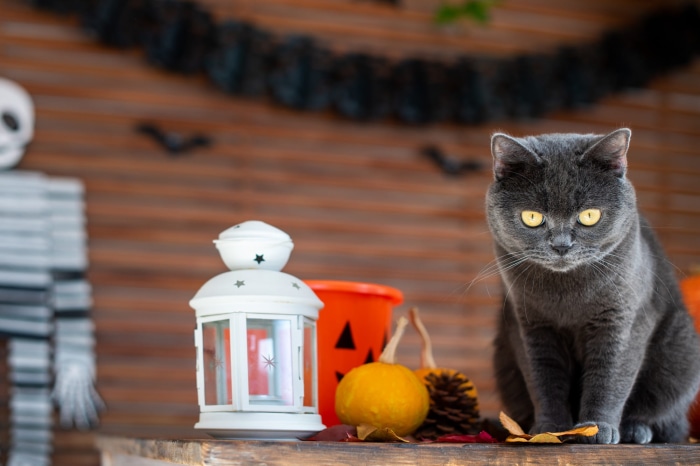Gray cat with yellow eyes and Halloween decorations