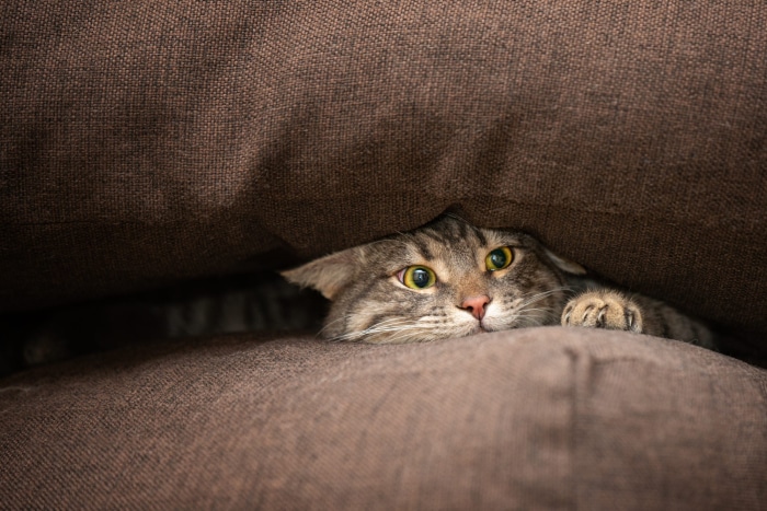 A tabby cat peeking from under a brown couch