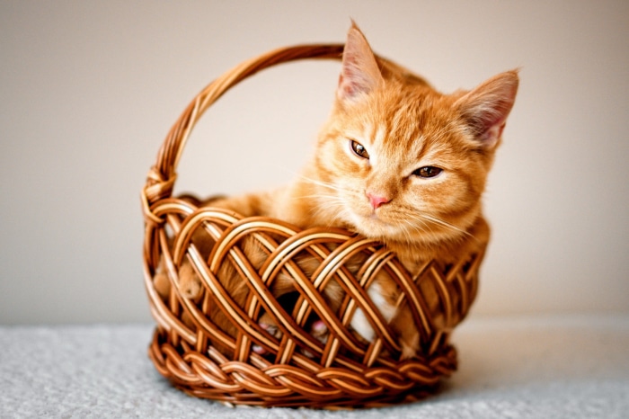 Orange tabby cat in a wicker basket