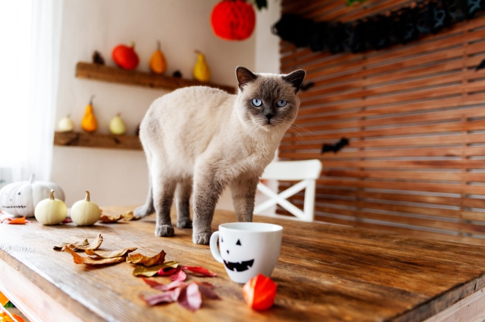 Siamese cat on a table with Halloween decorations