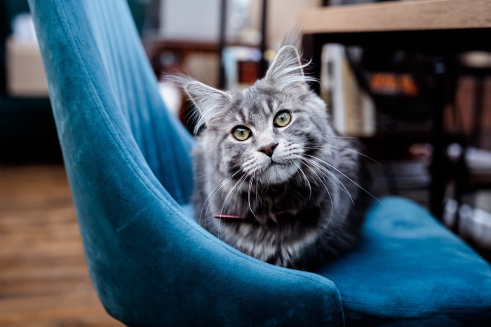 Maine Coon cat sitting on a blue chair