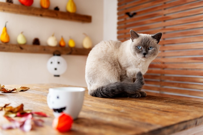Siamese cat sitting on a wooden table with Halloween decorations