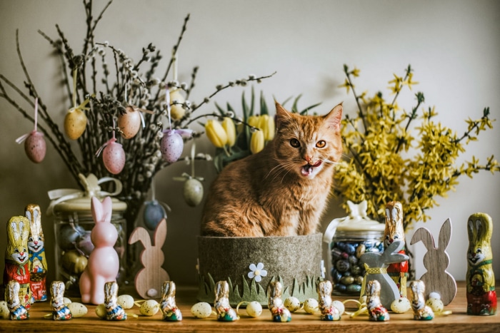 Orange cat in Easter decorations