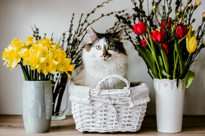 Cat in a basket with spring flowers