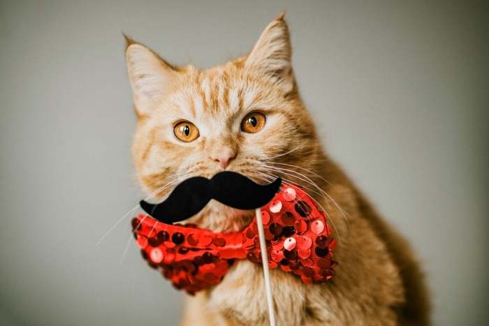 Orange cat with mustache and bow tie