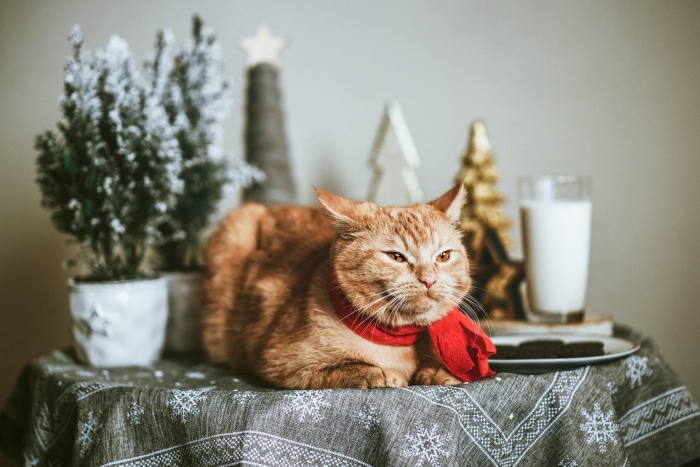 Orange cat wearing a red scarf with Christmas decorations