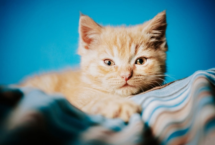 Orange tabby kitten lying on a striped blanket