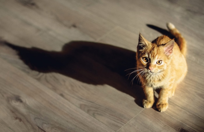 Orange kitten with long shadow on wooden floor