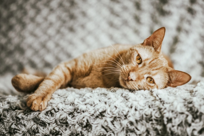 Orange Tabby Cat Lying on Blanket