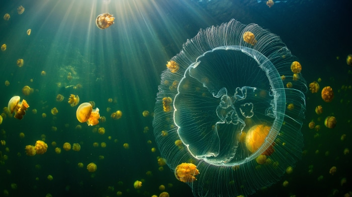 Moon Jelly and Golden Jellyfish in Raja Ampat, Indonesia
