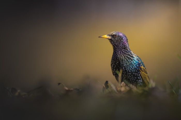 Starling bird with iridescent feathers 4K