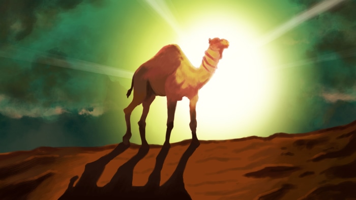 Camel in the desert with sun and clouds