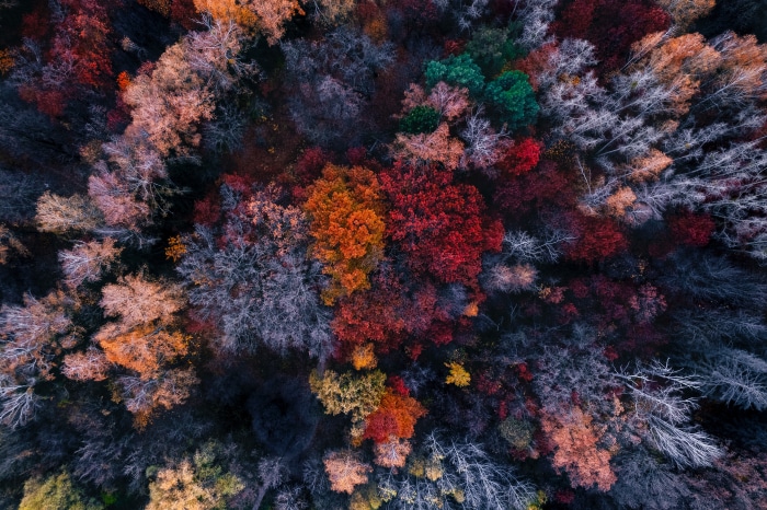 Aerial view of a forest in autumn colors