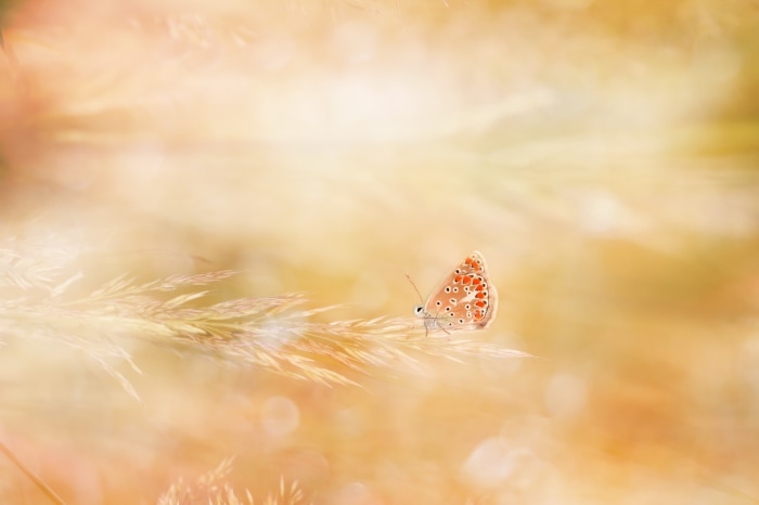 Butterfly on a blade of grass