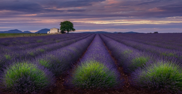 Lavender field with a house and tree at sunset