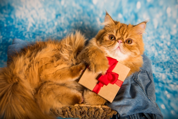 Orange Persian Cat Holding a Gift