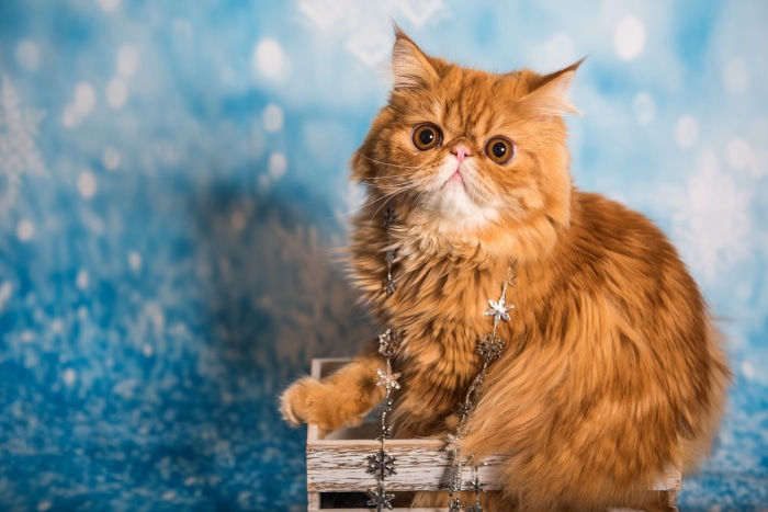 Orange Persian Cat with Snowflake Garland
