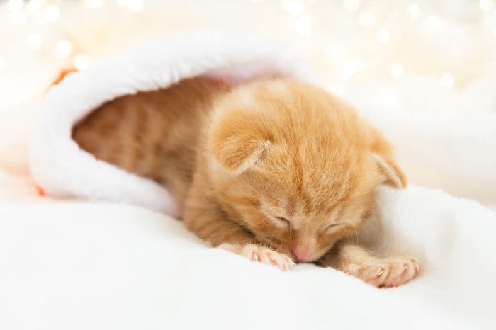 Orange kitten sleeping in a Santa hat