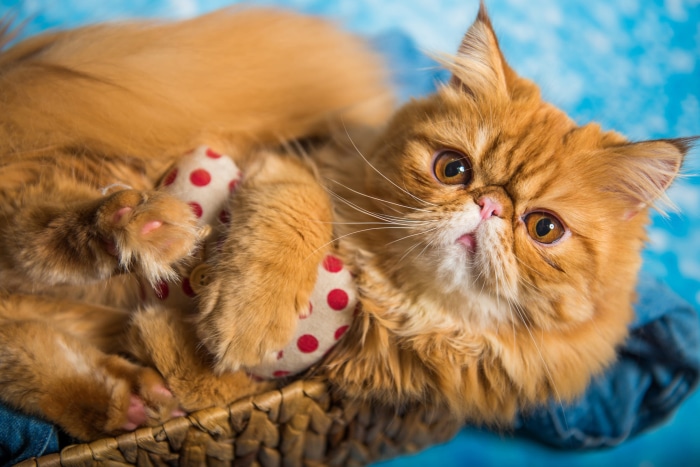 Orange Persian Cat with Polka Dot Toy