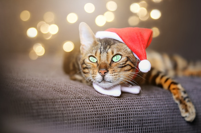 Bengal cat wearing a Santa hat