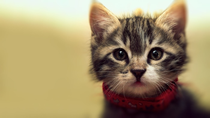 Close-up of a tabby kitten wearing a red bandana