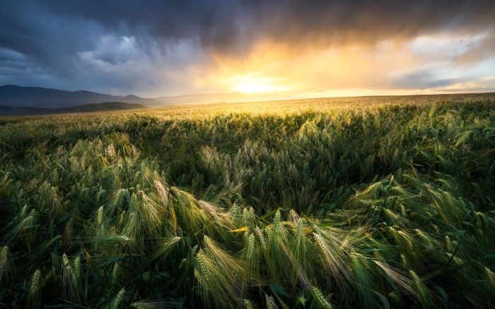 Wheat field at sunset with dramatic clouds