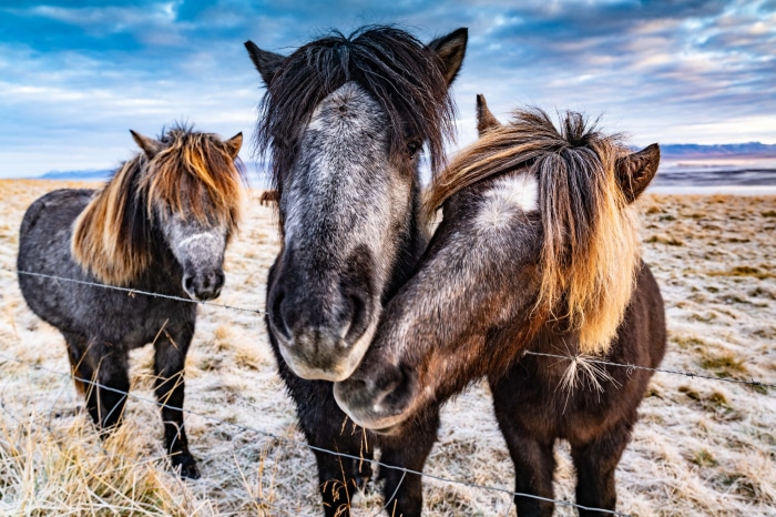 Three Icelandic horses in a field
