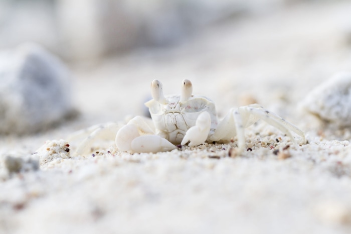 Ghost crab on sandy beach