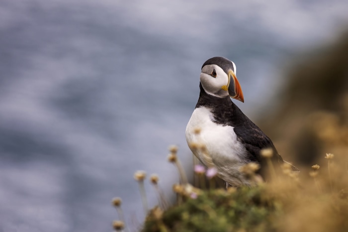 Puffin bird on a cliff
