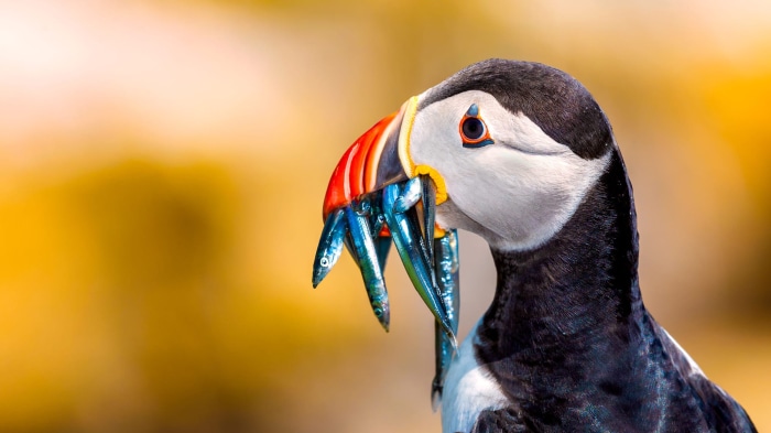 Puffin with fish in its beak
