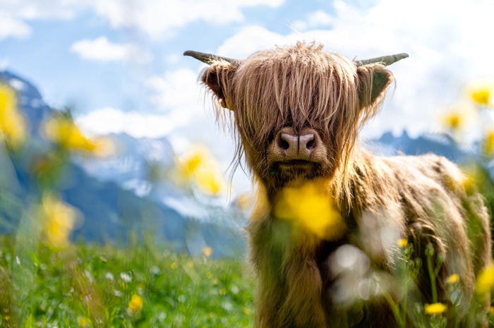 Highland Cow in a Field of Yellow Flowers