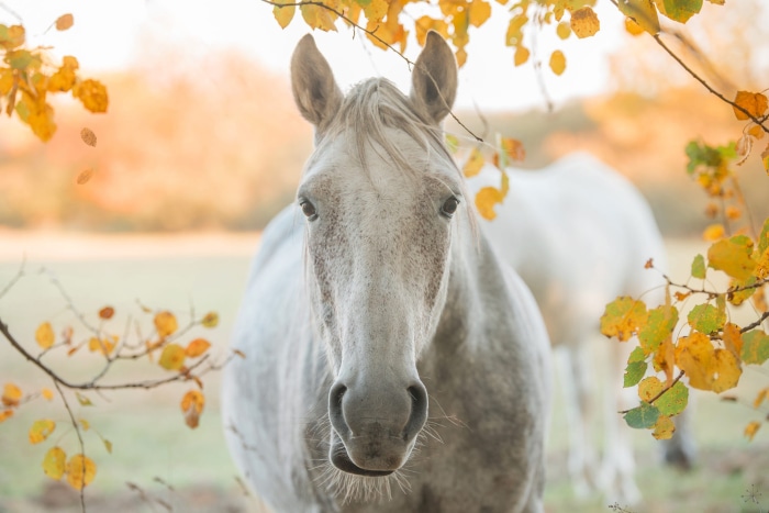 Close-up of a white horse in autumn
