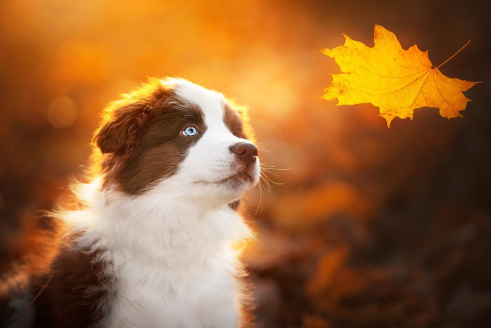 Brown and white puppy with blue eyes looking at a leaf