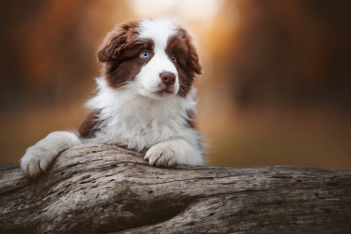 Brown and white puppy with blue eyes on a log