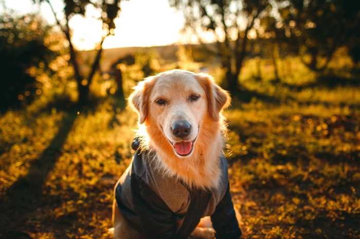 Golden Retriever in a jacket at sunset 4K