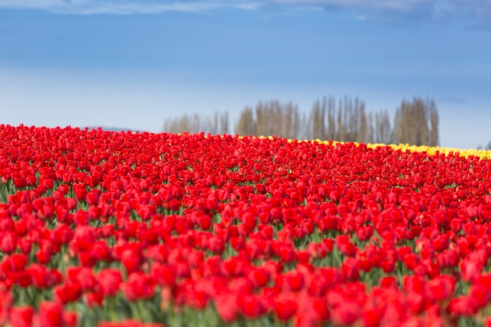 Field of Red Tulips Under a Blue Sky