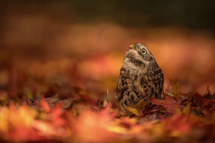 Little owl sitting on autumn leaves