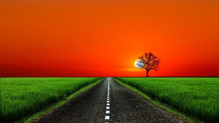 Road through green field at sunset with tree
