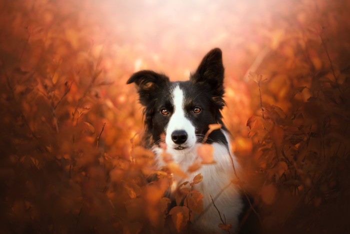 Border Collie dog in autumn leaves