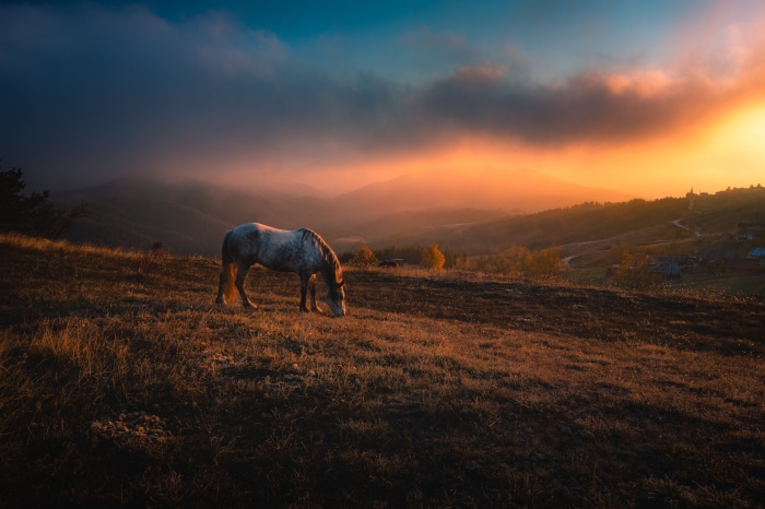 Horse grazing on a hill at sunset