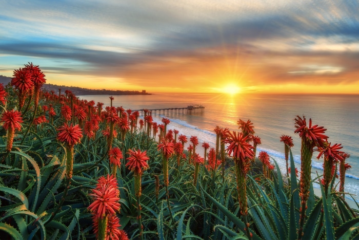Aloe flowers at sunrise with a pier in San Diego
