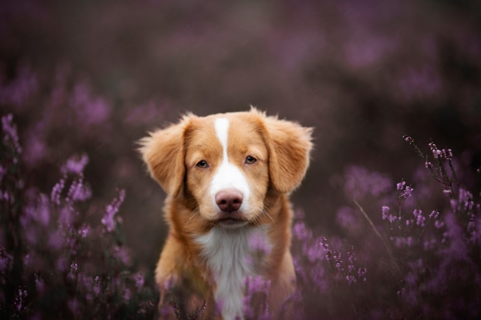 Nova Scotia Duck Tolling Retriever in Heather Field 4K