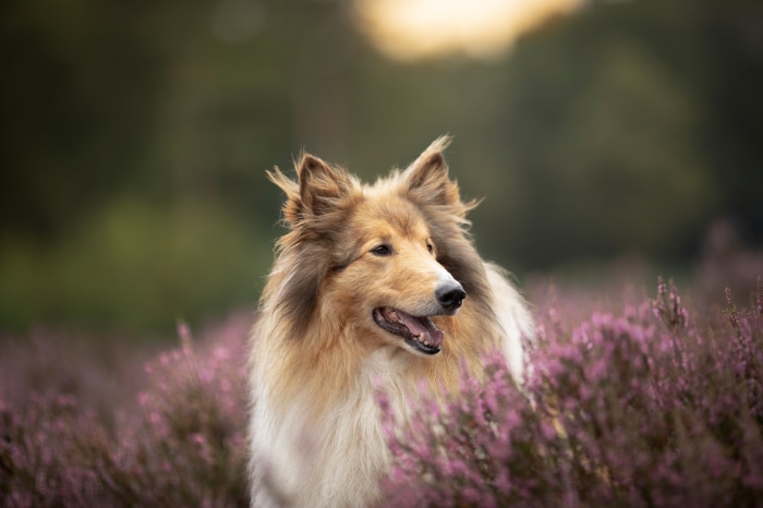 Rough Collie dog in a field of heather