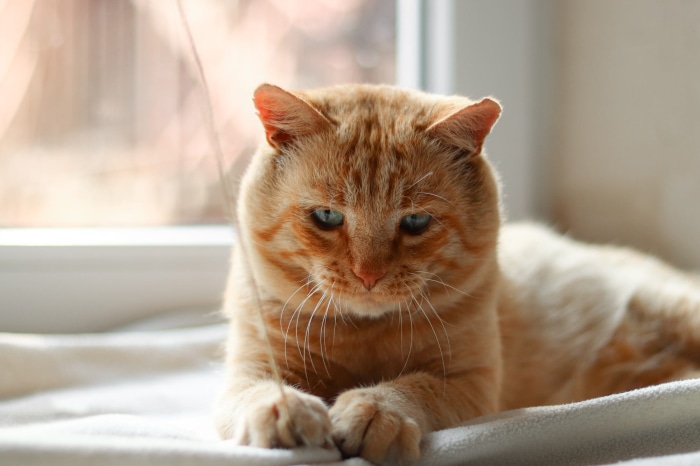 Orange tabby cat with blue eyes