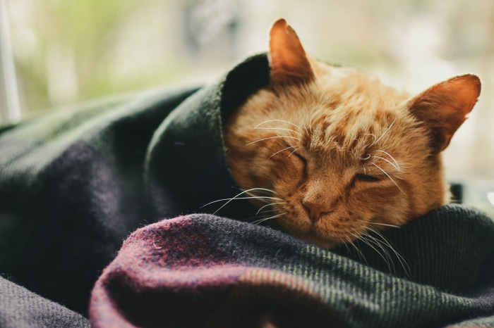 Orange cat sleeping wrapped in a blanket